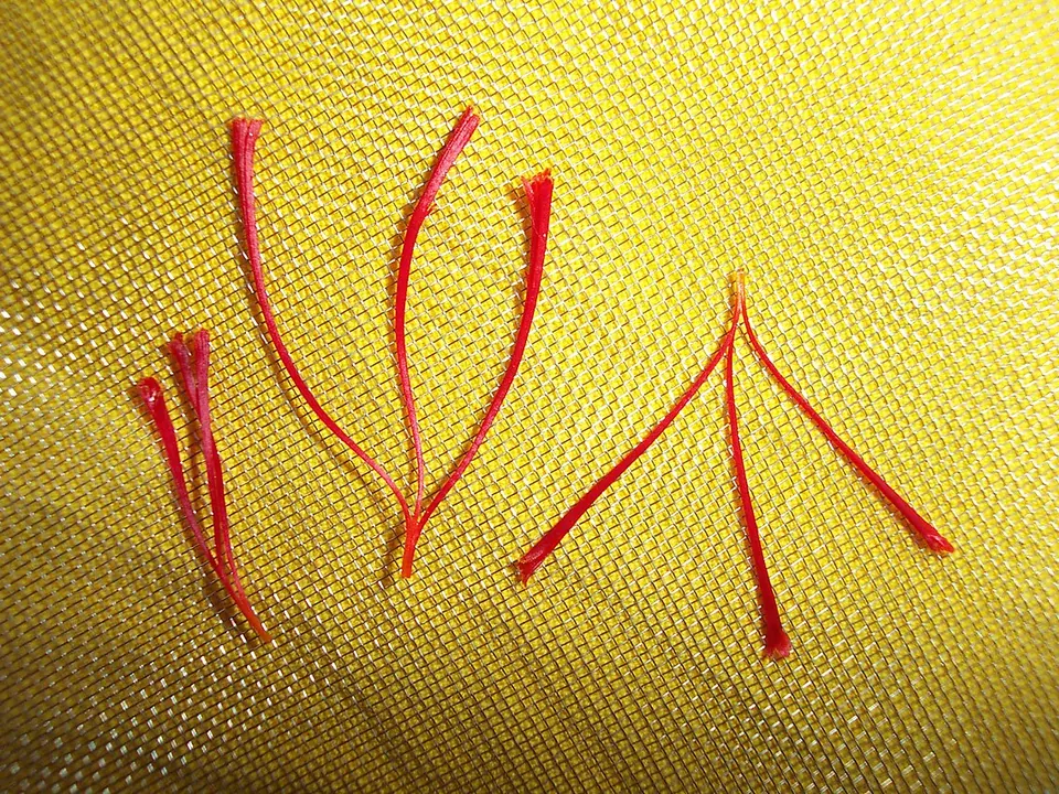 Açafrão (Crocus sativus L.)