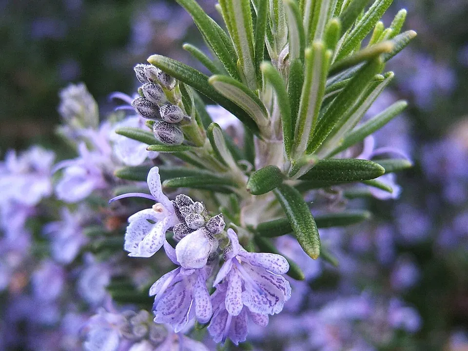 Alecrim (Salvia rosmarinus Spenn.)