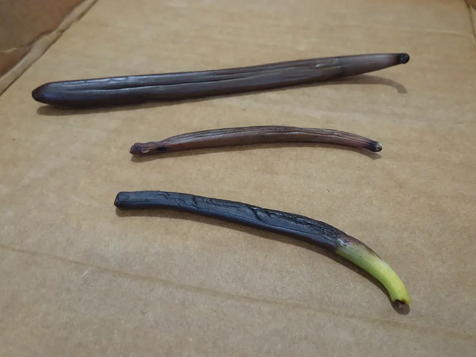 Baunilha (Vanilla planifolia Jacks. ex Andrews)