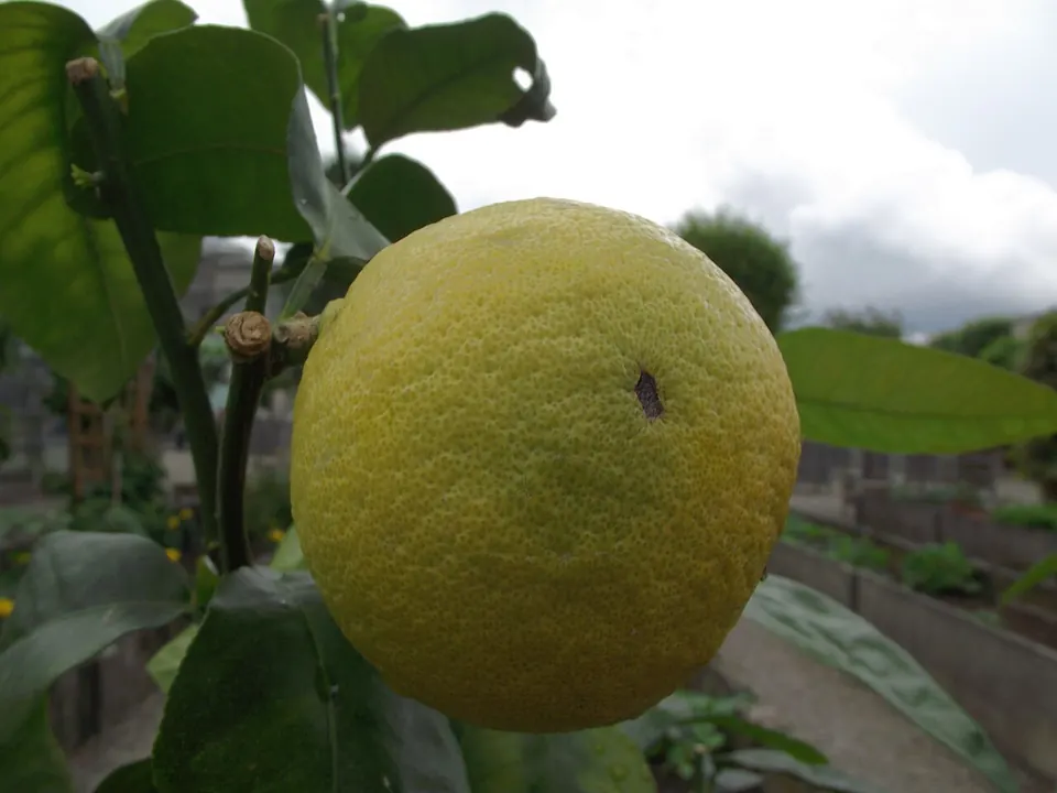 Bergamota (Citrus × bergamia Risso & Poit.)