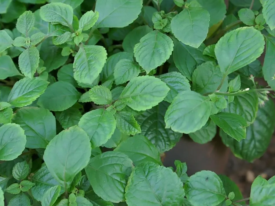 Boldo (Plectranthus barbatus Andrews)