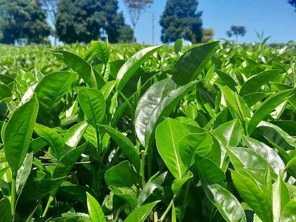 Camellia sinensis (Camellia sinensis (L.) Kuntze)