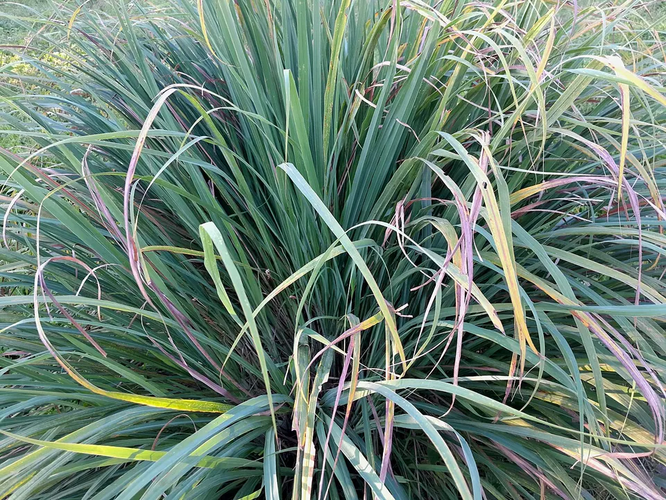 Capim-limão (Cymbopogon citratus (DC.) Stapf)