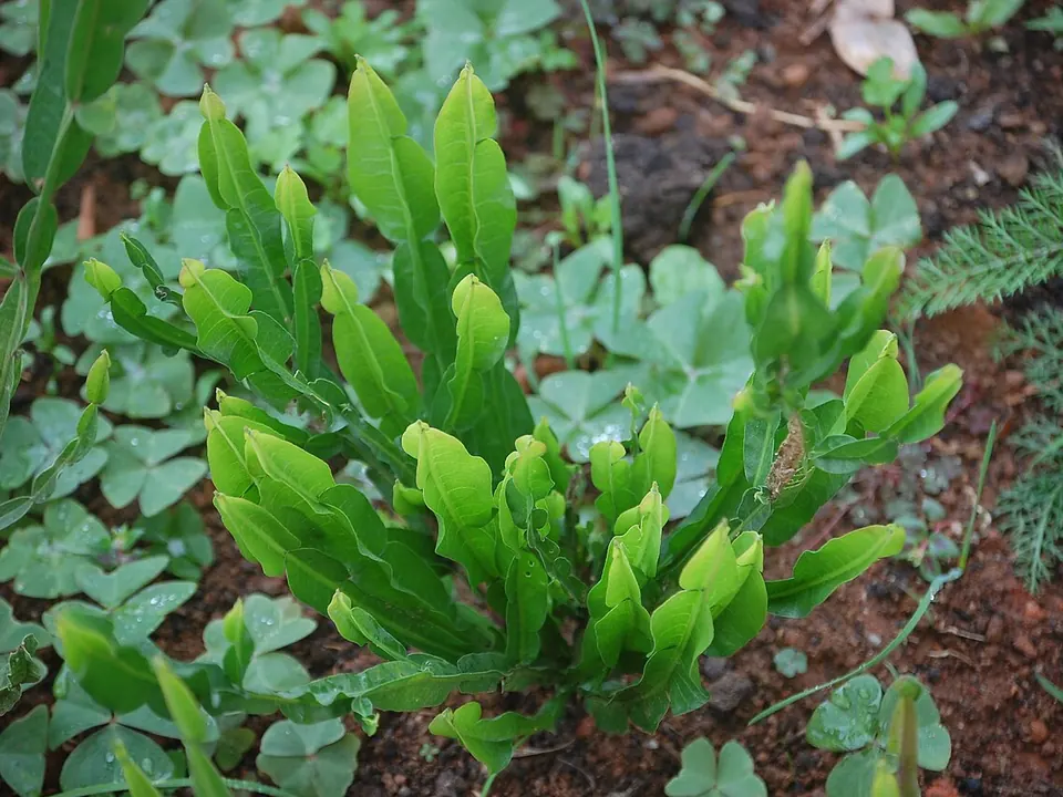 Carqueja (Baccharis trimera (Less.) DC.)