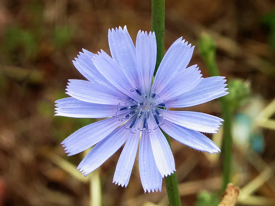Chicória (Cichorium intybus L.)