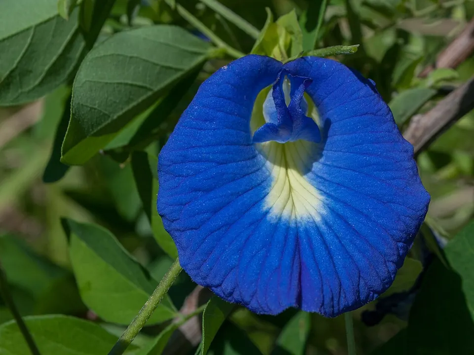 Clitória (Clitoria ternatea L.)