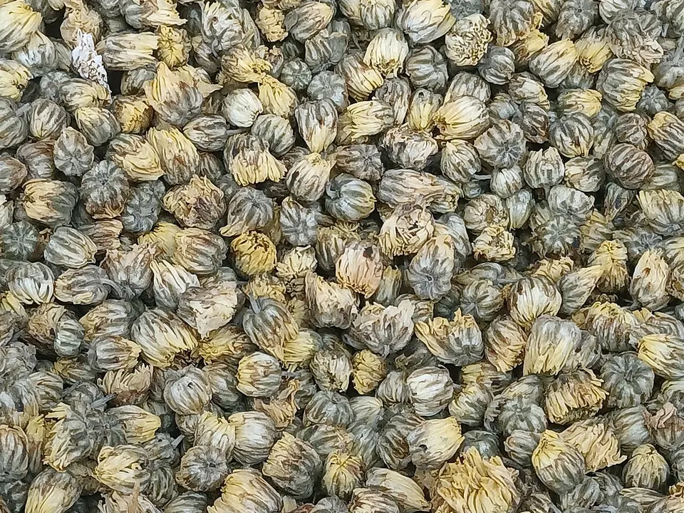 Crisântemo (Chrysanthemum × morifolium Ramat.)