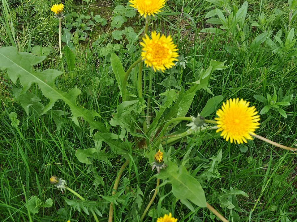 Dente-de-leão (Taraxacum officinale F.H.Wigg.)