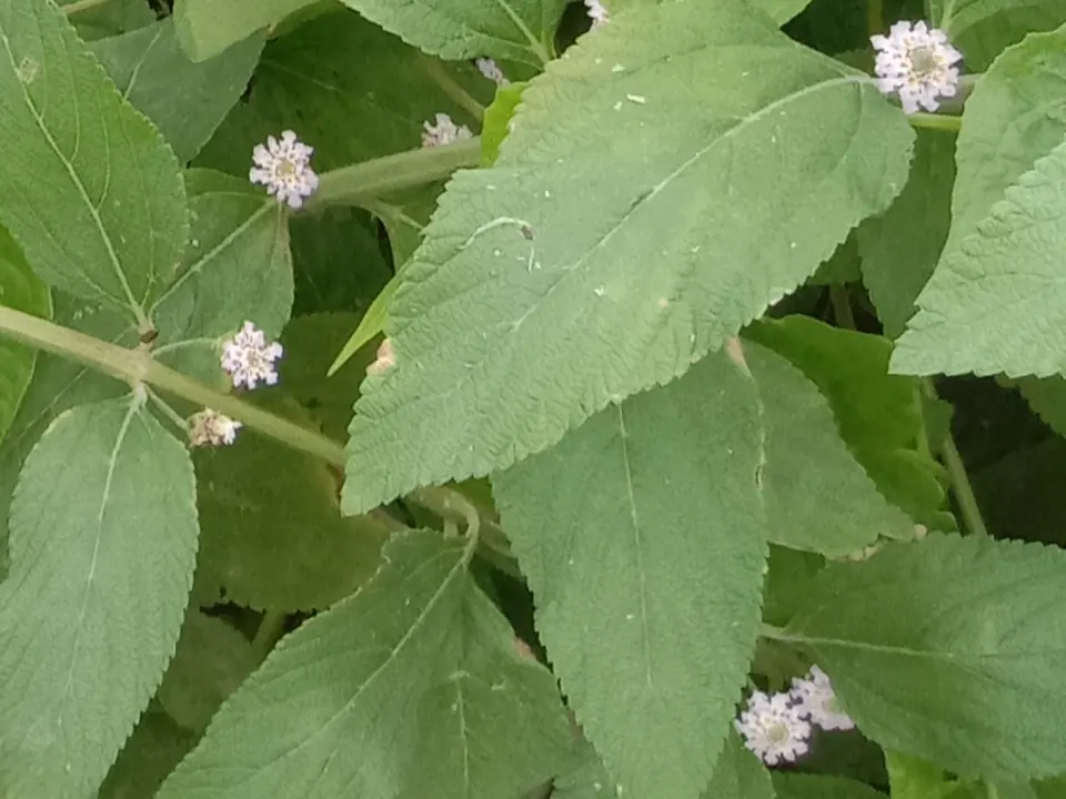 Erva-cidreira-brasileira (Lippia alba (Mill.) N.E.Br. ex Britton & P.Wilson)