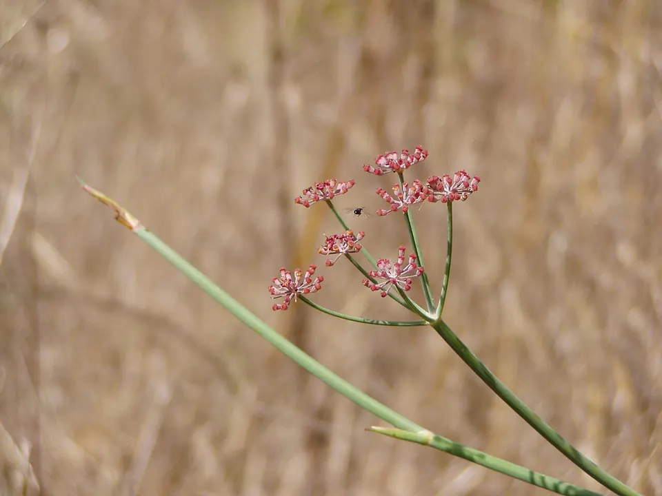 Erva-doce (Foeniculum vulgare Mill. e Pimpinella anisum L.)