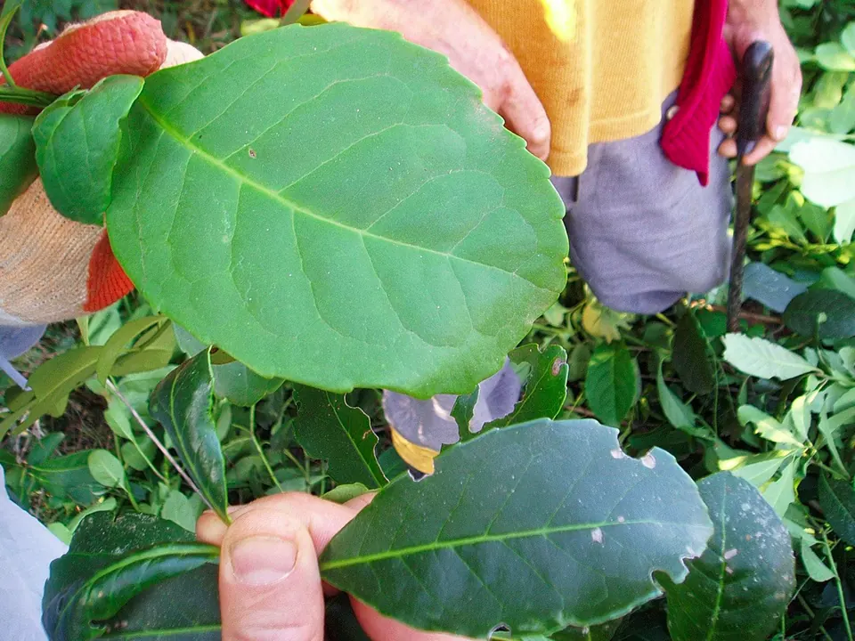 Erva-mate (Ilex paraguariensis A.St.-Hil.)