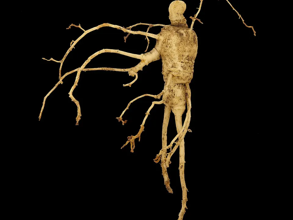 Ginseng (Panax ginseng C.A.Mey.)