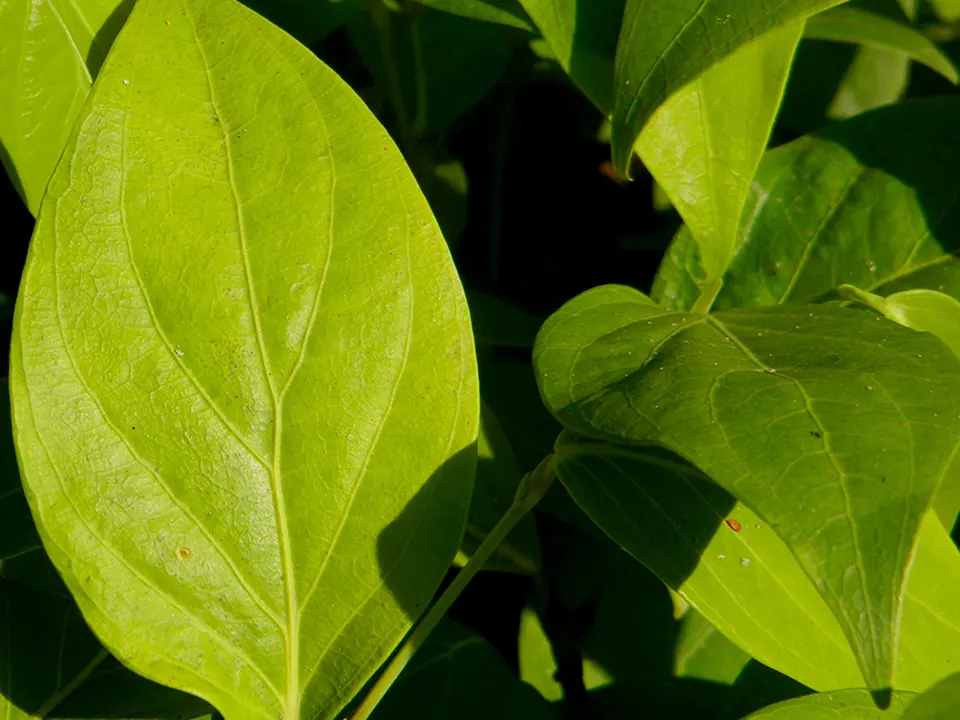 Guayusa (Ilex guayusa Loes.)