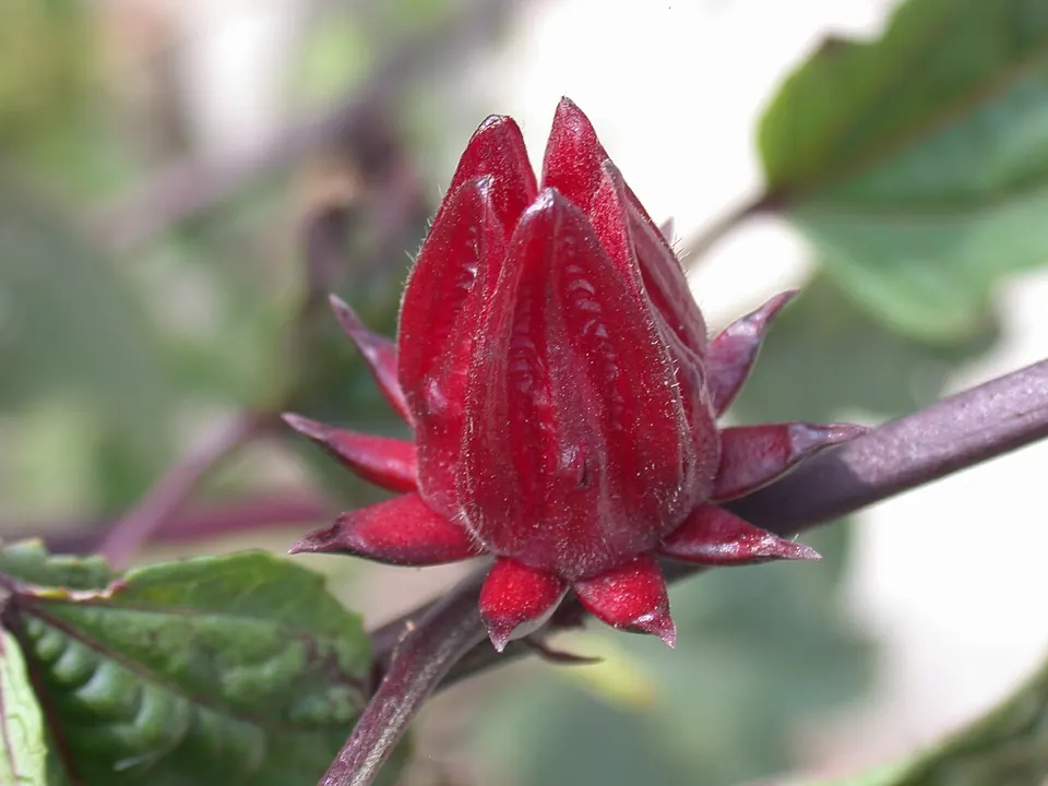 Hibisco (Hibiscus sabdariffa L.)