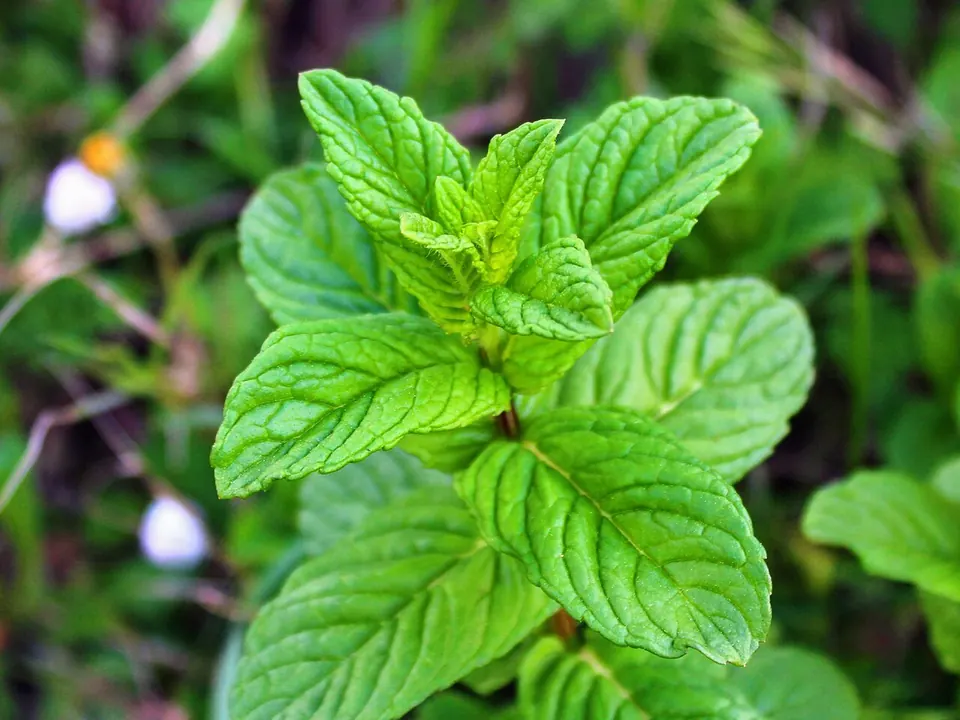 Hortelã-pimenta (Mentha × piperita L.)