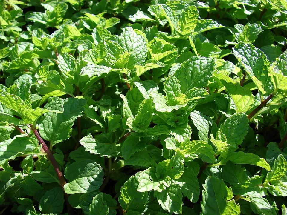 Hortelã-verde (Mentha spicata L.)