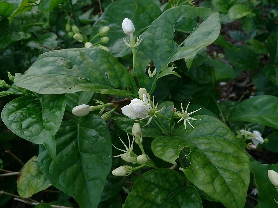 Jasmim (Jasminum sambac (L.) Aiton e Jasminum officinale L. (aromatizando Camellia sinensis))