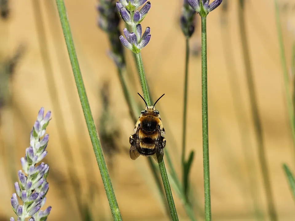 Lavanda (Lavandula angustifolia Mill.)