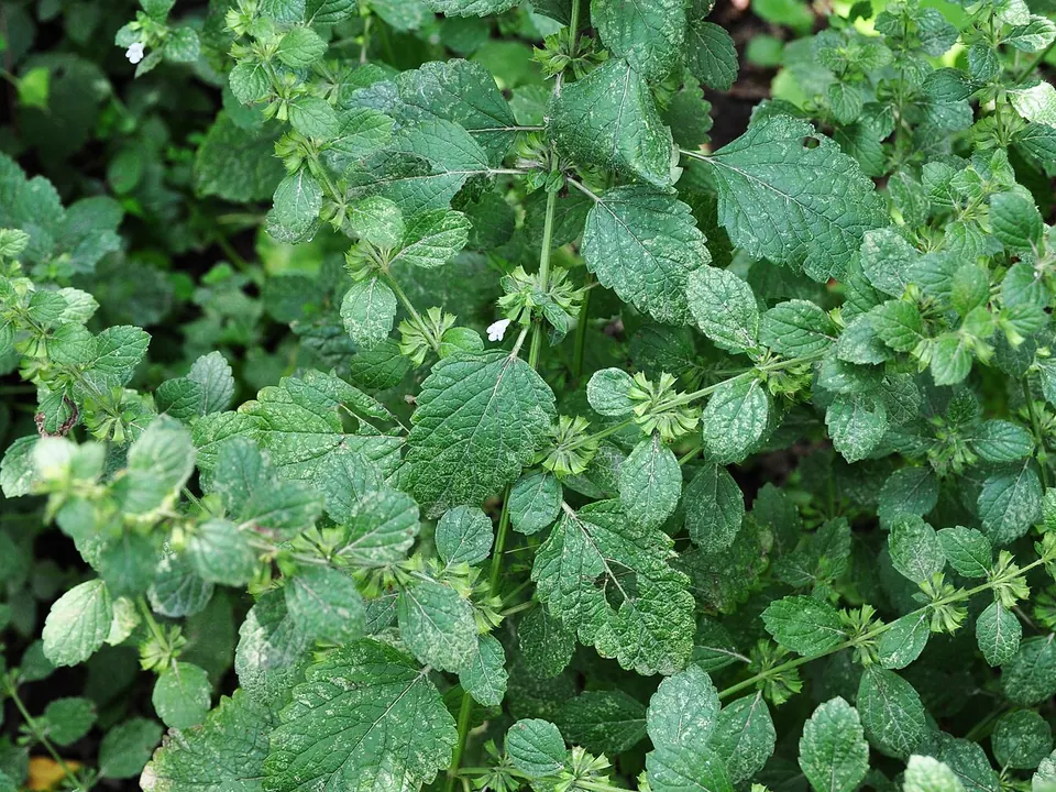 Melissa (Melissa officinalis L.)