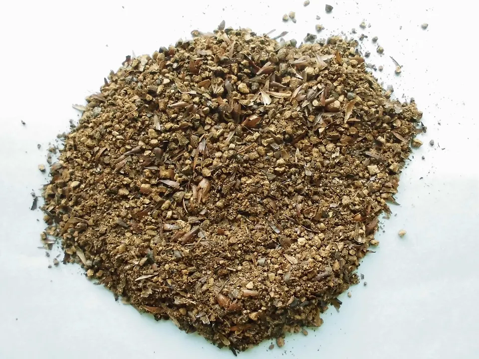 Mugicha (Hordeum vulgare L.)