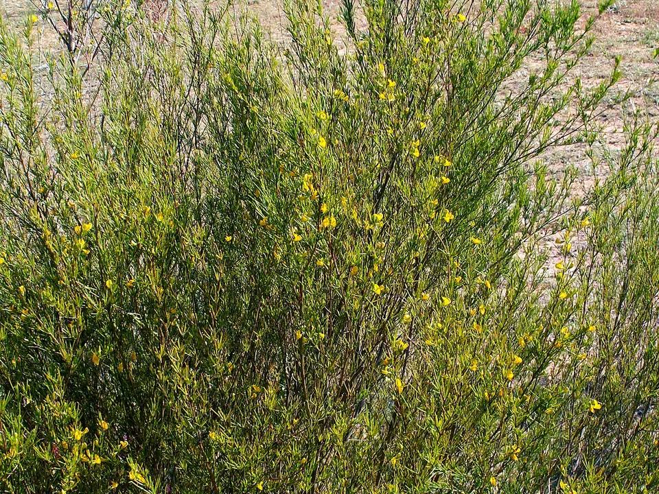 Rooibos (Aspalathus linearis (Burm.f.) R.Dahlgren)