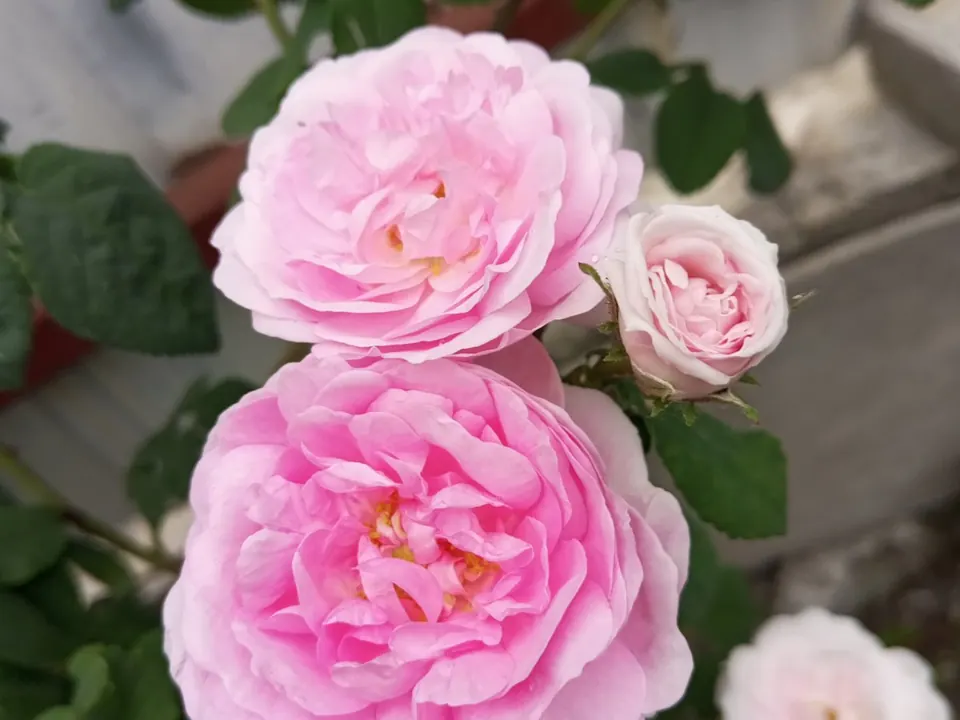 Rosa (Rosa × damascena Herrm. e Rosa gallica L.)