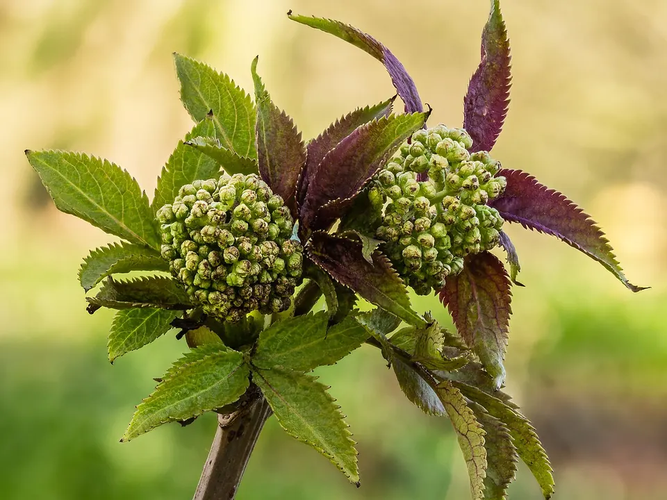 Sabugueiro (Sambucus nigra L.)