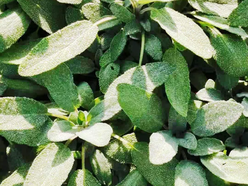 Sálvia (Salvia officinalis L.)
