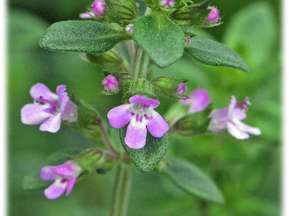 Tomilho (Thymus vulgaris L.)