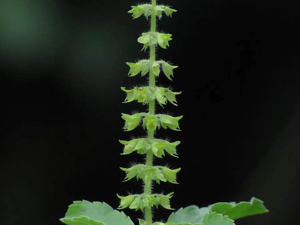 Tulsi (Ocimum tenuiflorum L. (sinônimo: Ocimum sanctum L.))