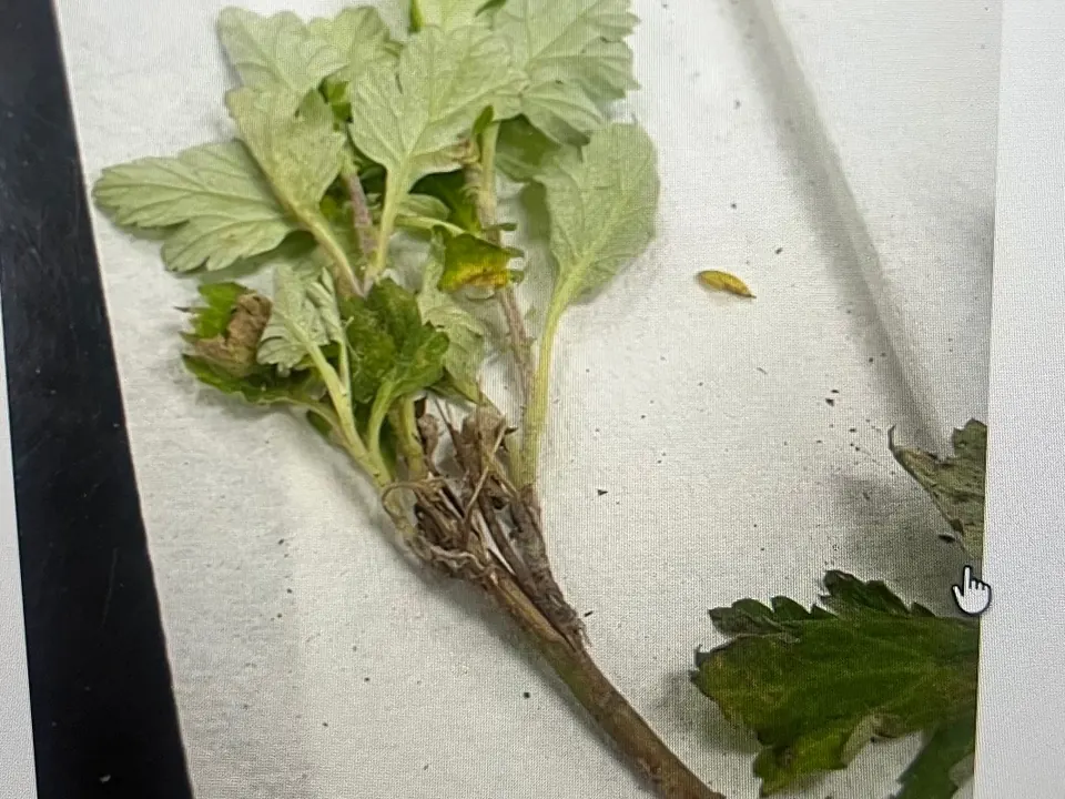 Urtiga (Urtica dioica L.)